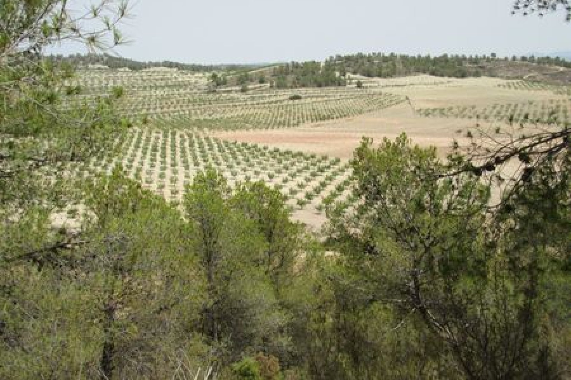 Begagnad - Parcela - Murcia