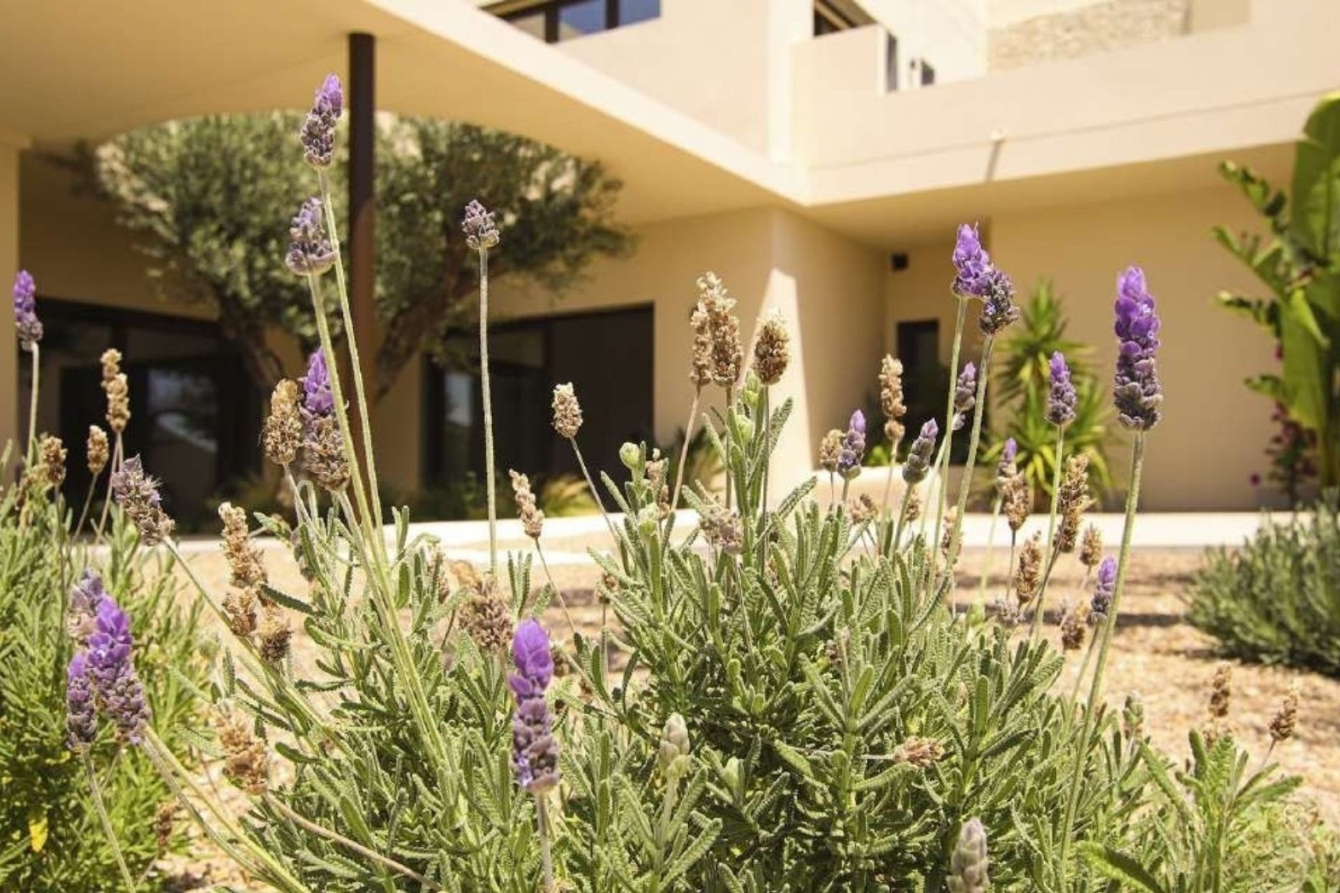 Nybygg - Villa - La Marina