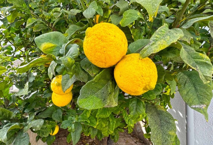 Odsprzedaż - Villa - San Miguel de Salinas