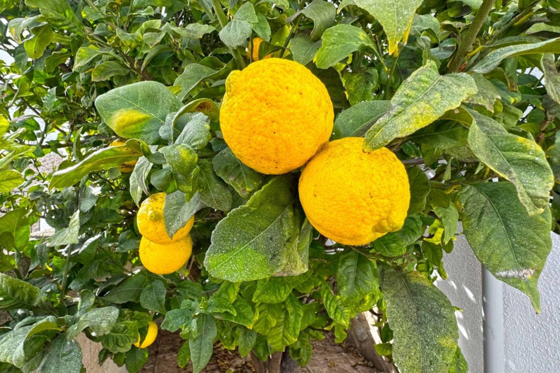 Odsprzedaż - Villa - San Miguel de Salinas