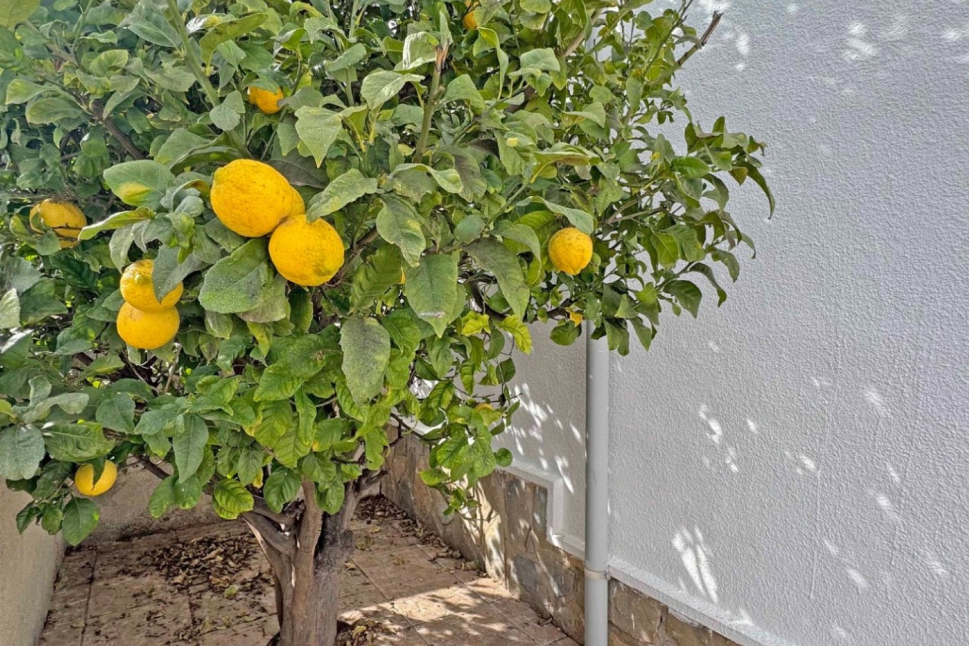 Odsprzedaż - Villa - San Miguel de Salinas