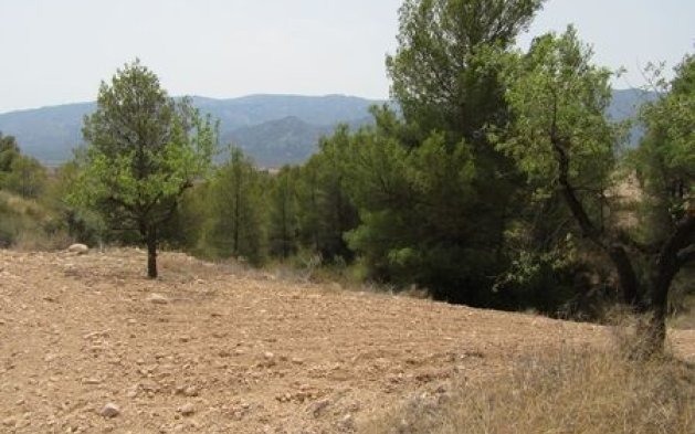Parcela - Perpardavimas - Murcia - Murcia