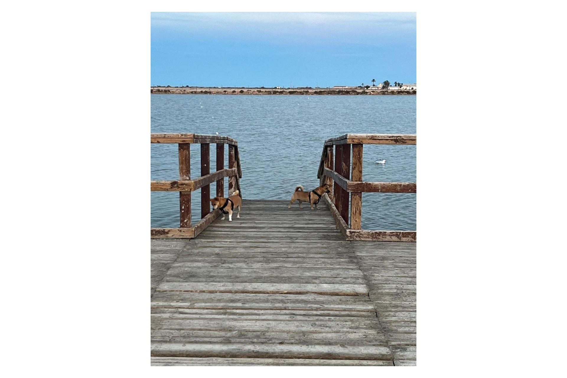 Perpardavimas - Dvipusis - San Pedro del Pinatar - Los Antolinos