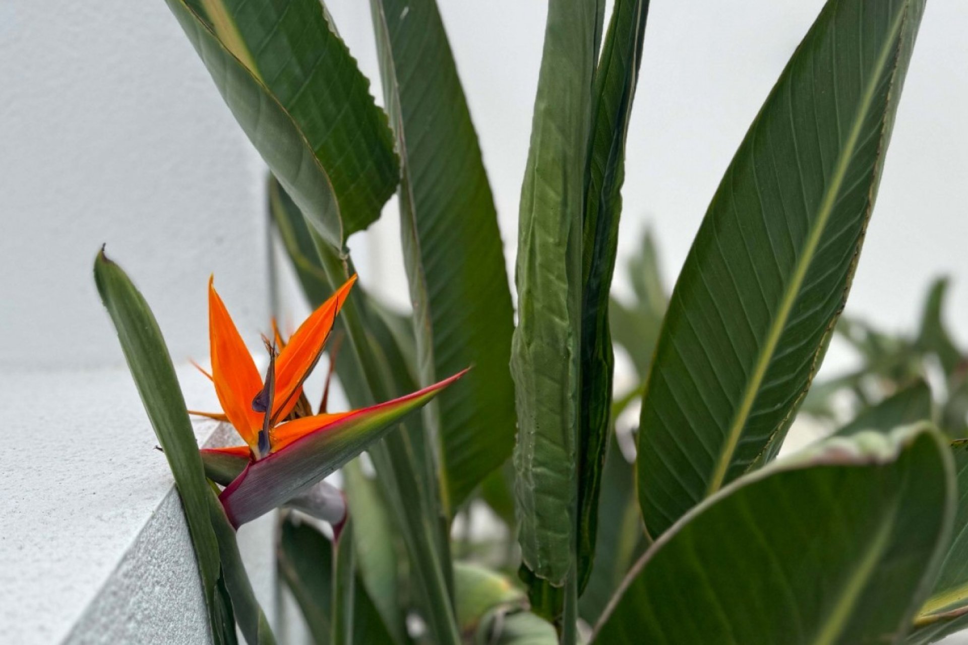 Perpardavimas - Vila - Torrevieja - Los Balcones - Los Altos del Edén