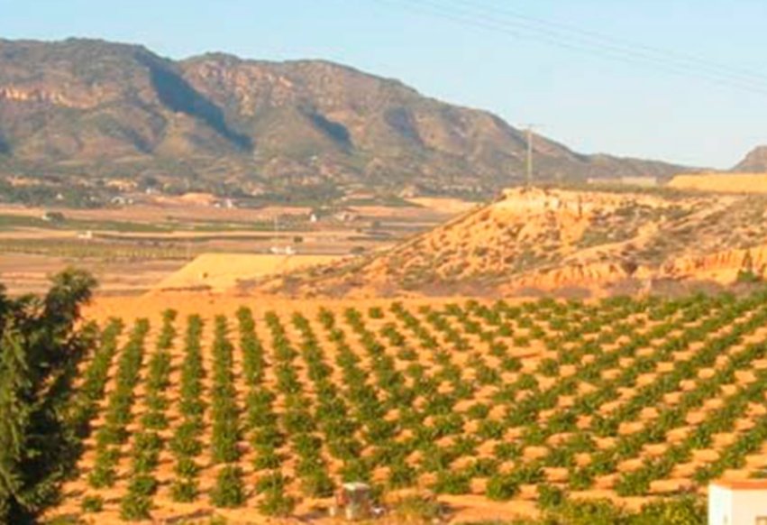 Videresalg - Parcela - Torre Pacheco