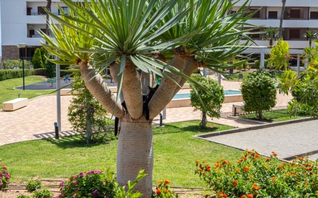 Herverkoop - Appartement / flat - Orihuela Costa