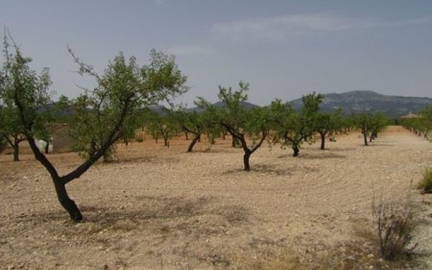 Videresalg - Parcela - Murcia