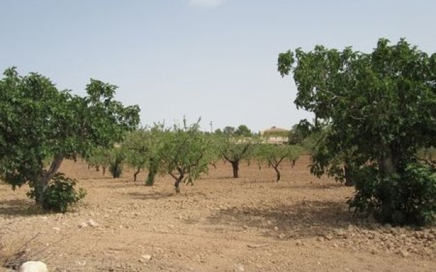 Resale - Plot - Murcia