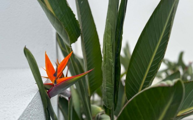 Reventa - Villa - Torrevieja - Los Balcones - Los Altos del Edén