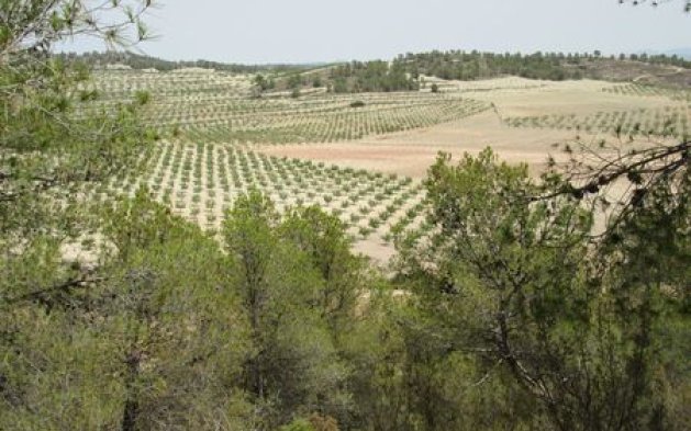 Videresalg - Parcela - Murcia