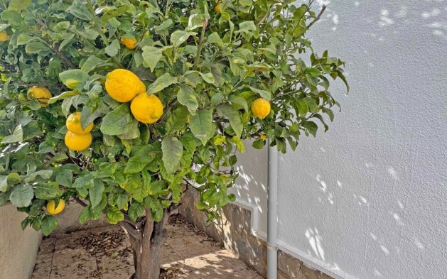 Herverkoop - Villa - San Miguel de Salinas